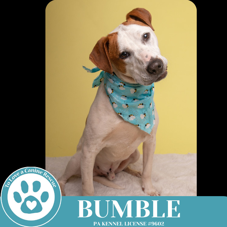 Bumble (Patchwork Pups) 032225
