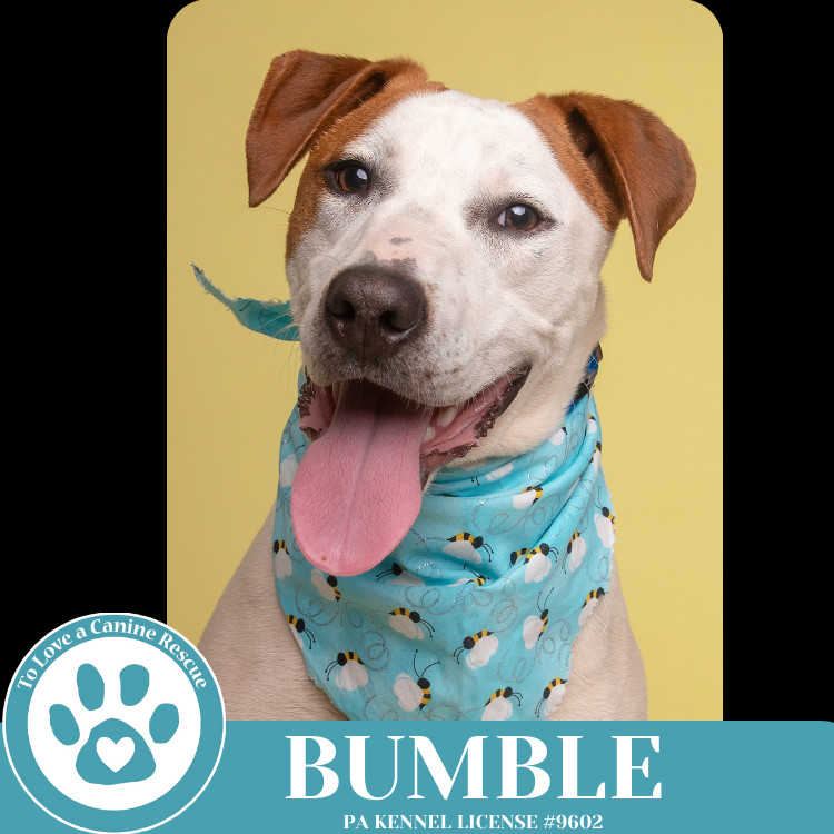 Bumble (Patchwork Pups) 032225