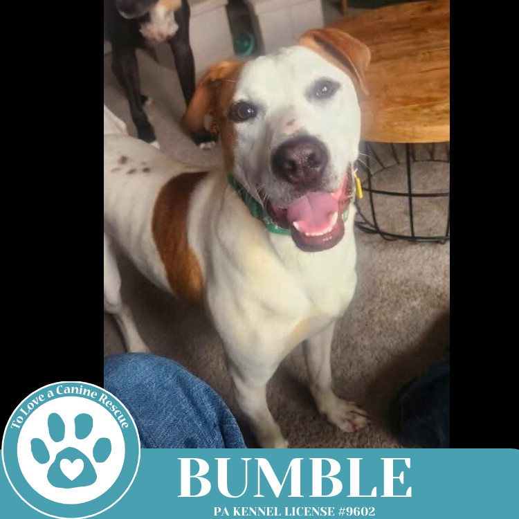 Bumble (Patchwork Pups) 032225