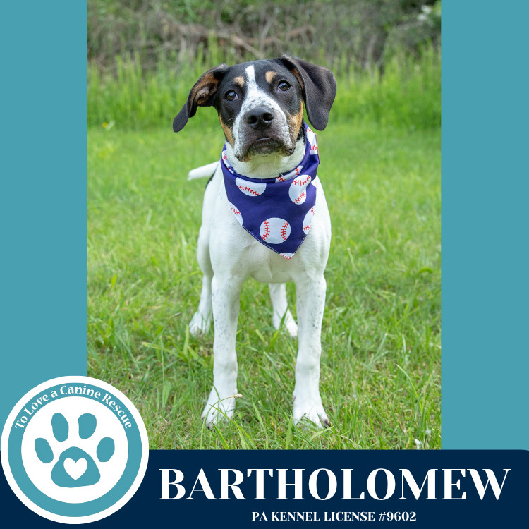 Bartholomew (Literary Legends) 032225
