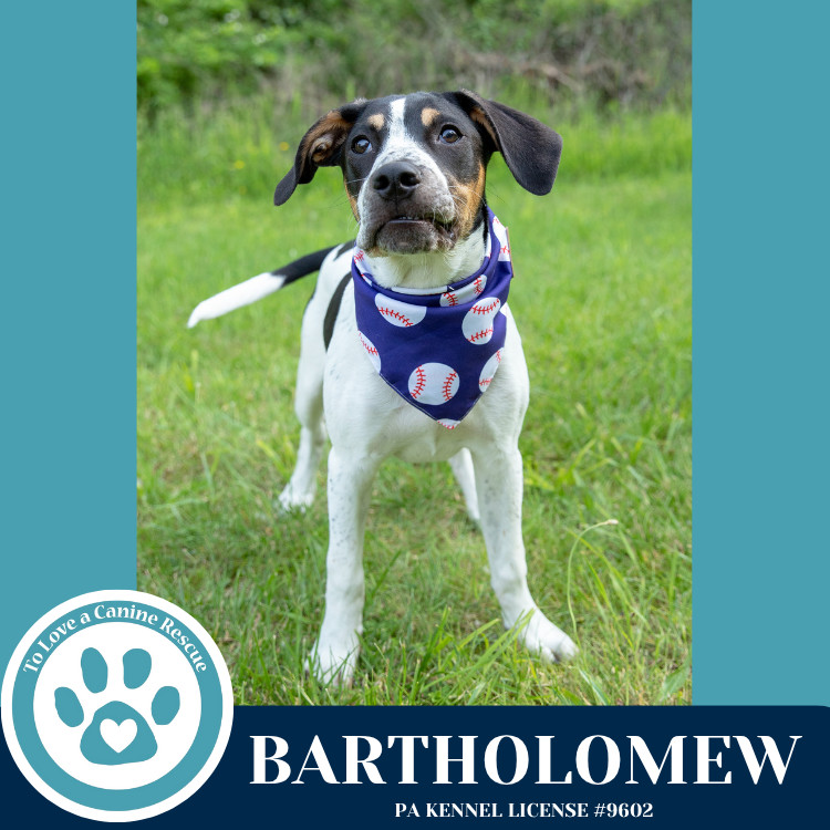 Bartholomew (Literary Legends) 032225