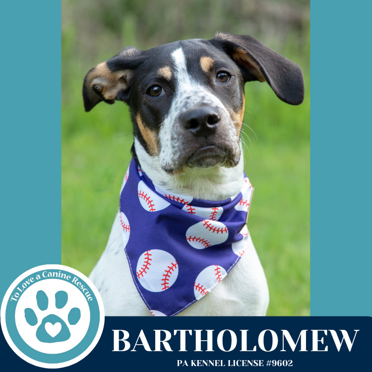 Bartholomew (Literary Legends) 032225