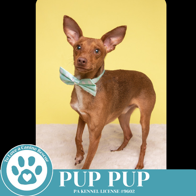 Pup Pup 032225