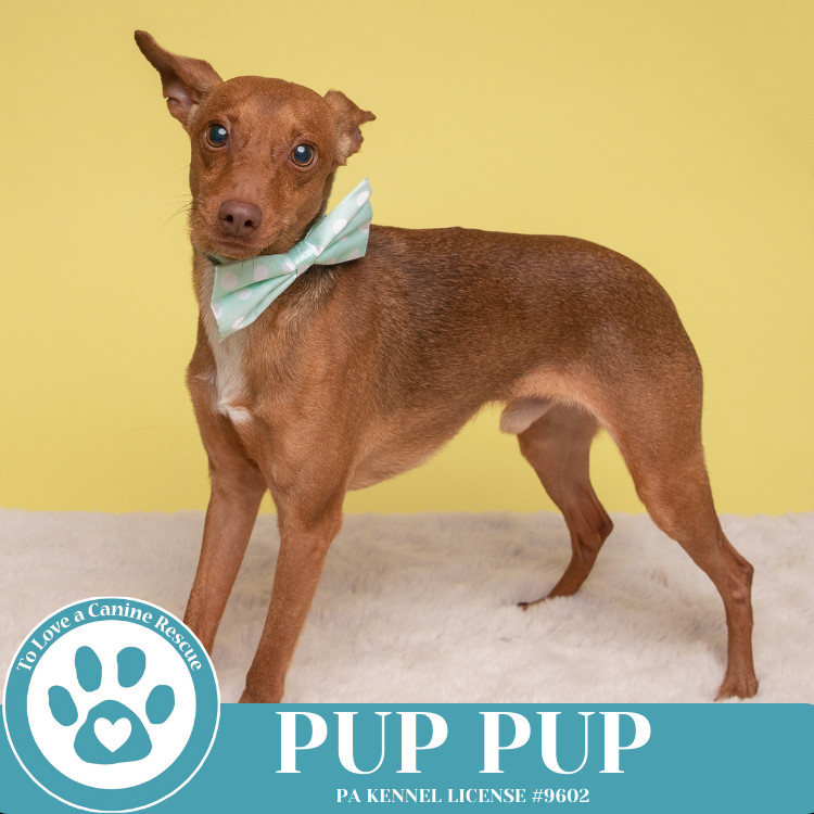 Pup Pup 032225