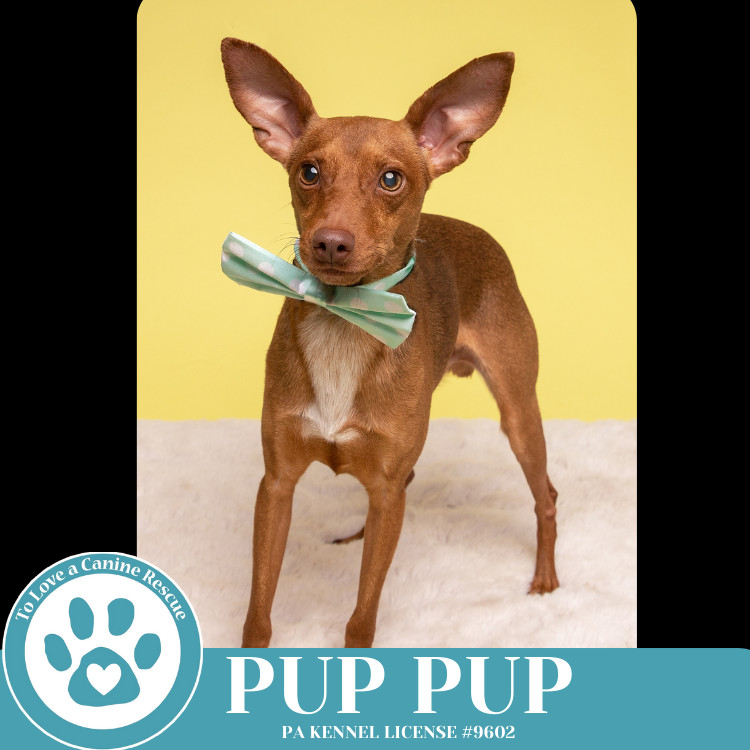 Pup Pup 032225