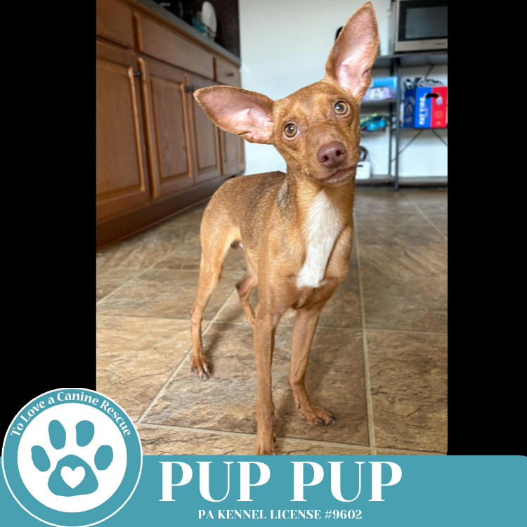 Pup Pup 032225