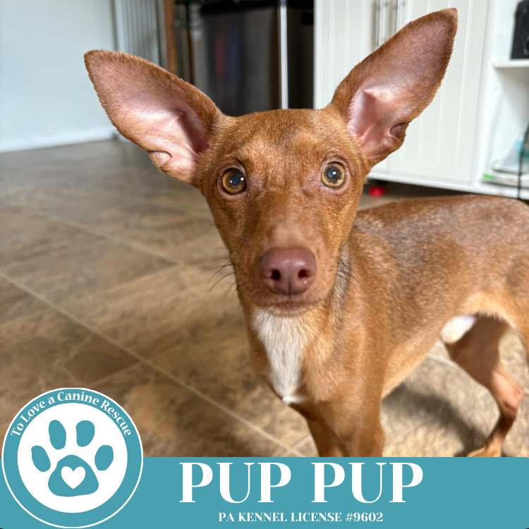Pup Pup 032225