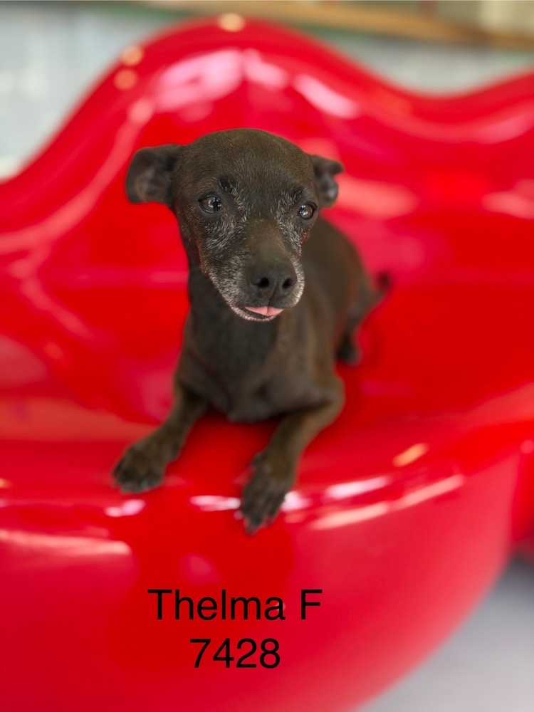 Thelma #7428