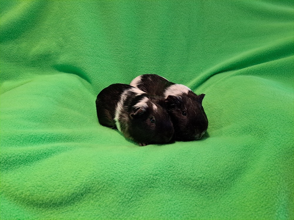Balthazar and Barnabas