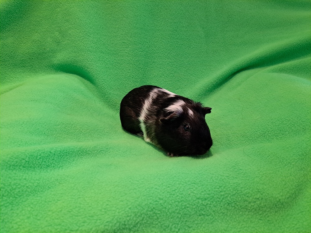 Balthazar and Barnabas