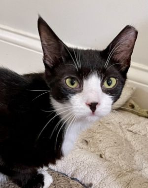 Meeny Eeny Bonded Pair, Baby Female Domestic Short Hair
