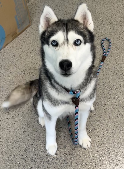 Loretta (in foster)