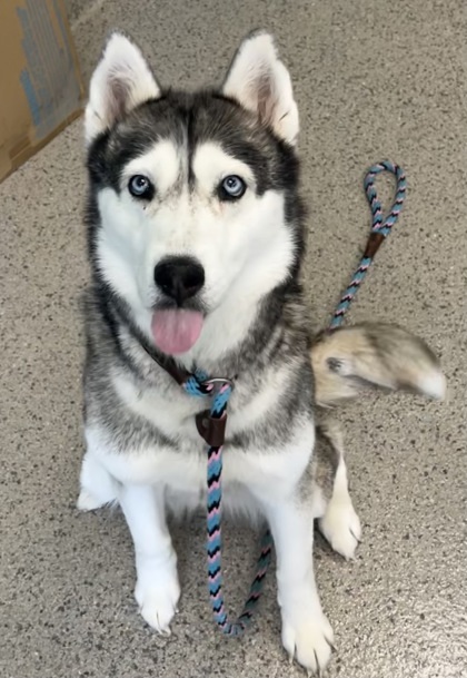 Loretta (in foster)
