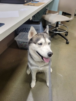Loretta (in foster)