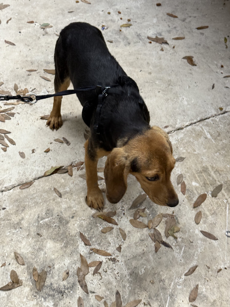Bailey