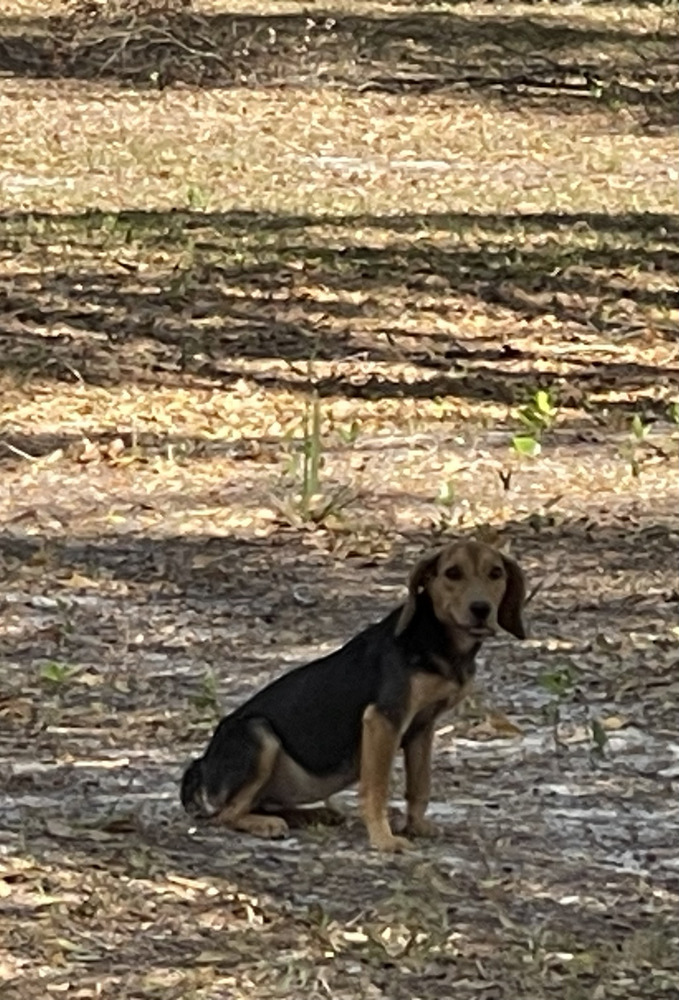 Bailey
