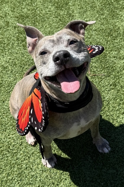 Harley