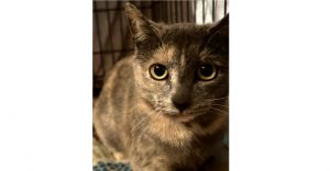 Mama Suki, Young Female Domestic Short Hair