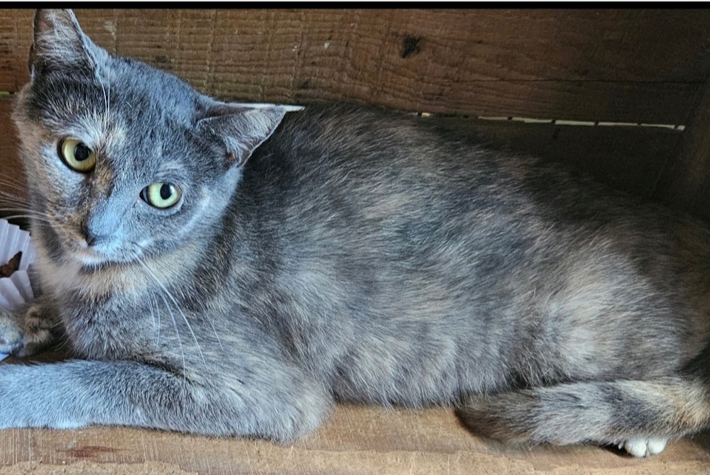 Mama Suki