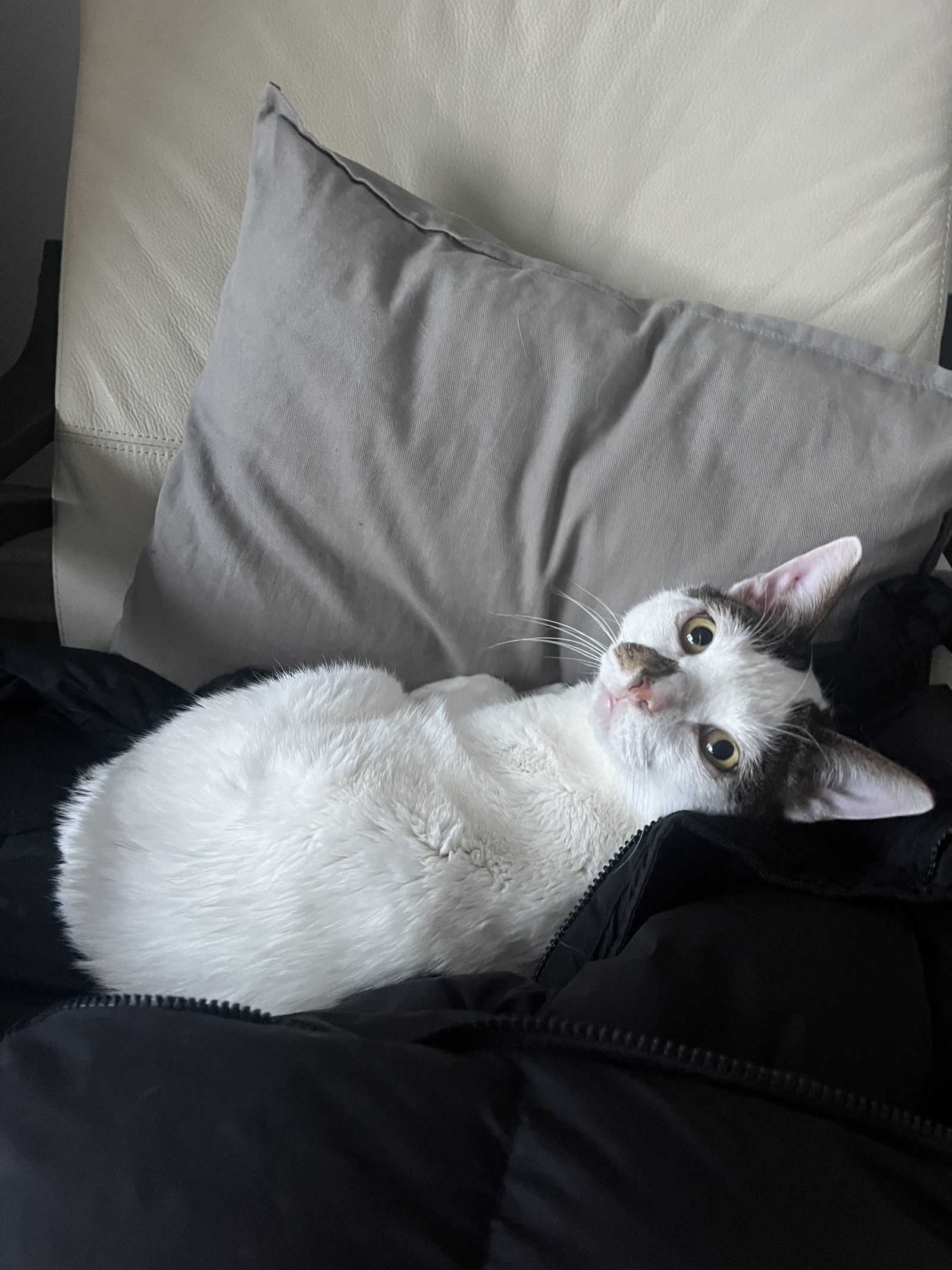Astro