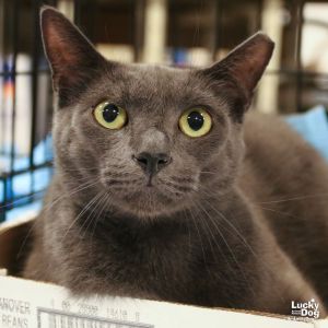Tommy Boy, Adult Male Domestic Short Hair