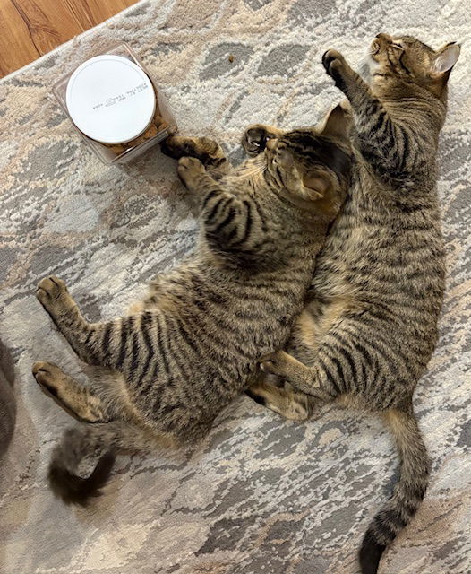 Maciera C4596 & Marcel C4595 (Bonded Pair)