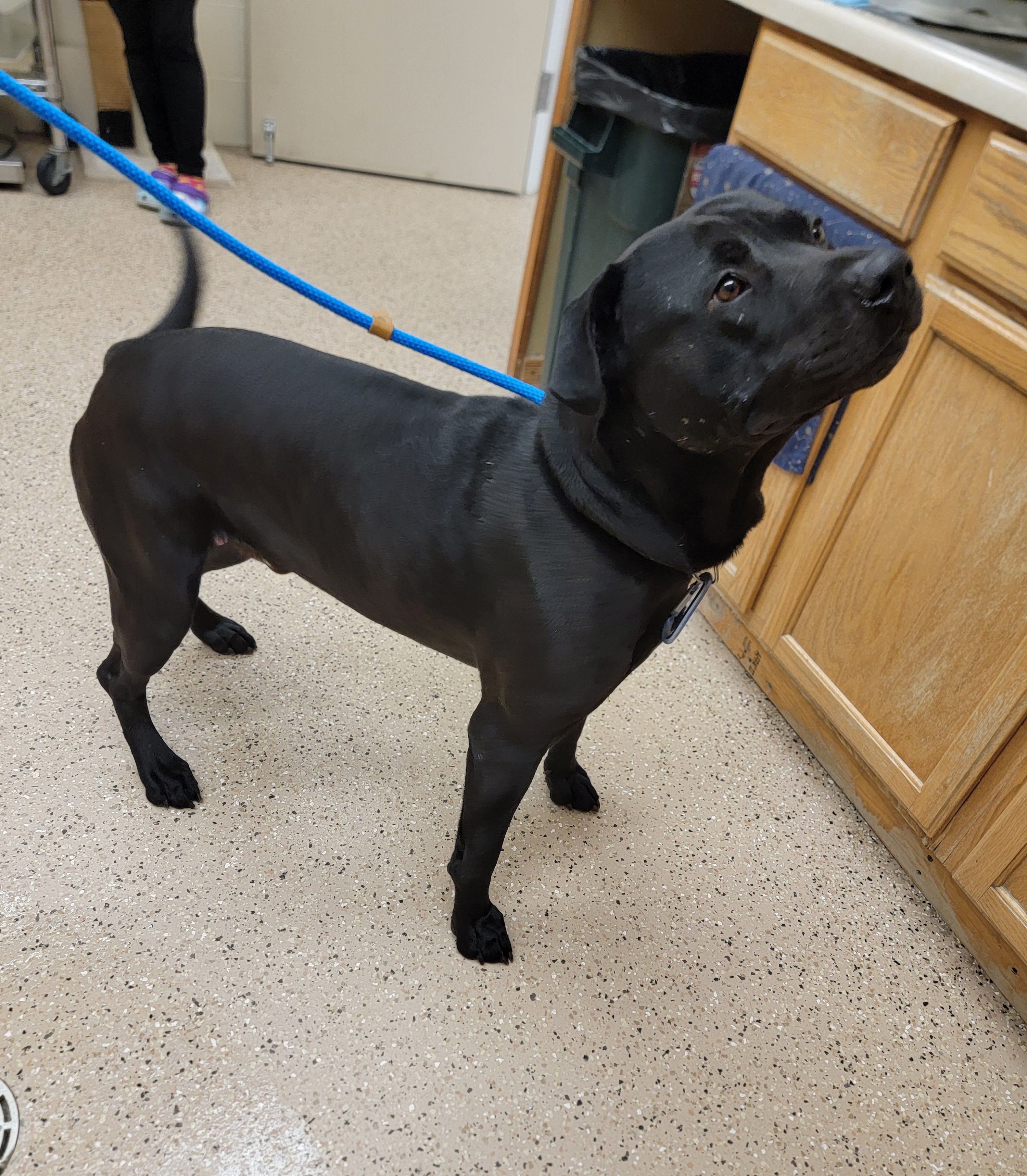 Cinder, an adoptable Pit Bull Terrier, Mixed Breed in Fergus Falls, MN, 56537 | Photo Image 3