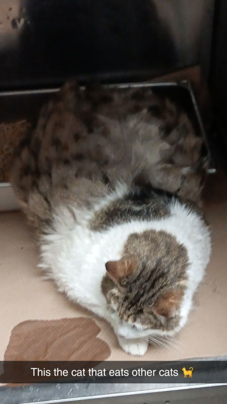 Tonka, an adoptable Tabby in Pineville, LA, 71361 | Photo Image 1