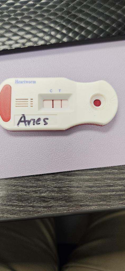 Kaine (Aries)