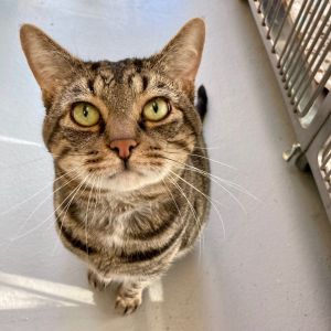 Simba, Adult Male unknown
