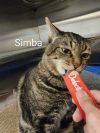 Simba photo 6