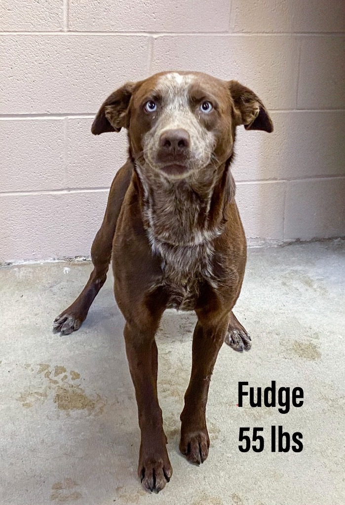 Fudge 1
