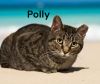 Polly photo 1