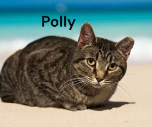 Polly, Adult Female Tabby