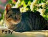 Polly photo 3
