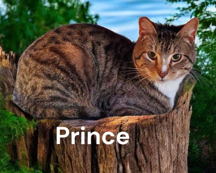 Prince 1