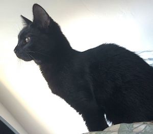 Nipsy, Young Male Domestic Short Hair