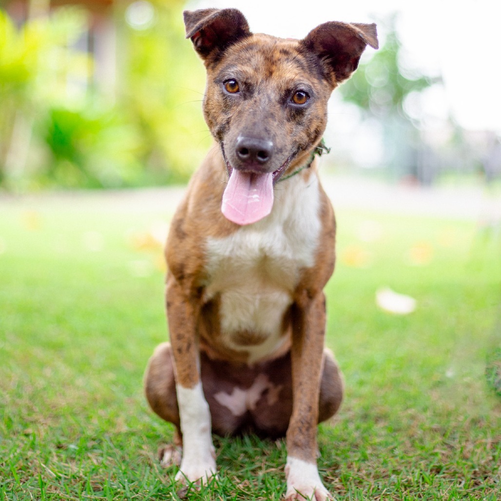 Coconut, an adoptable Mixed Breed in Kailua Kona, HI, 96740 | Photo Image 1