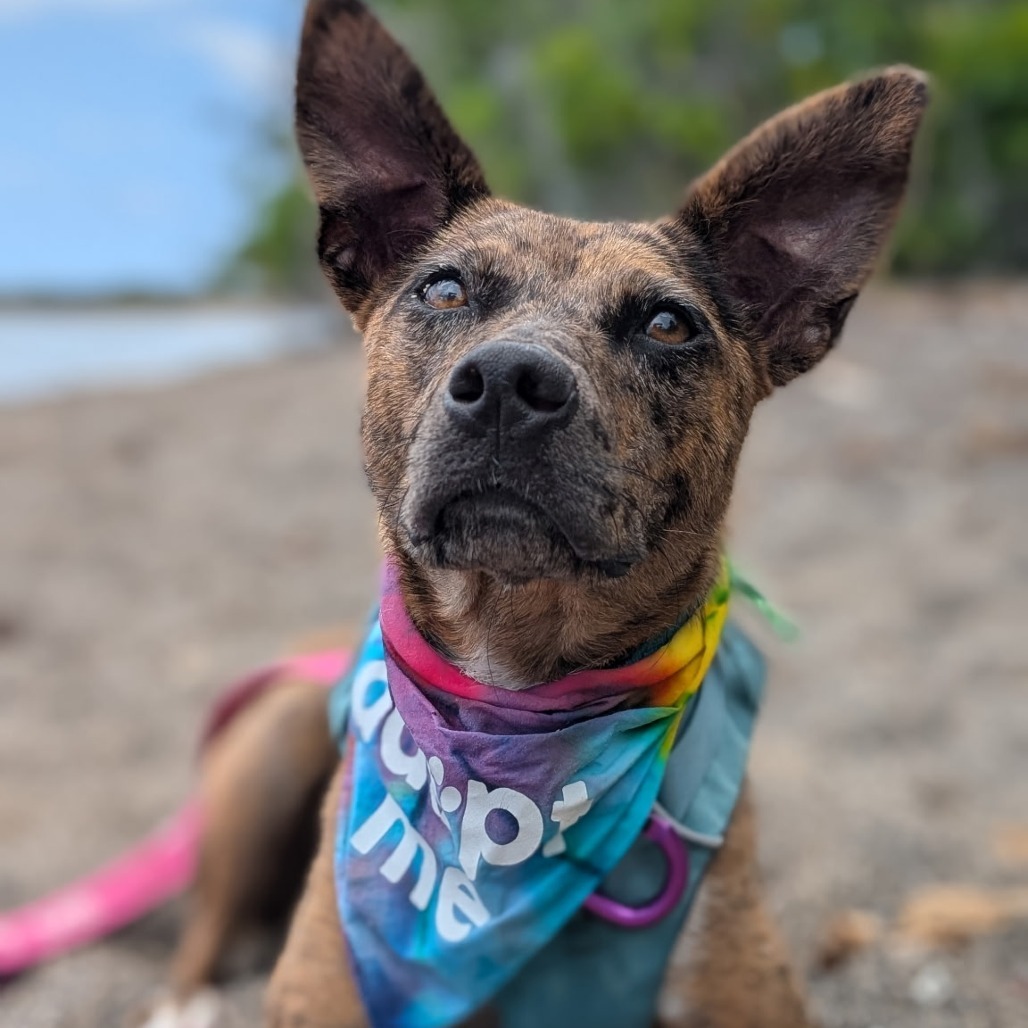 Coconut, an adoptable Mixed Breed in Kailua Kona, HI, 96740 | Photo Image 1