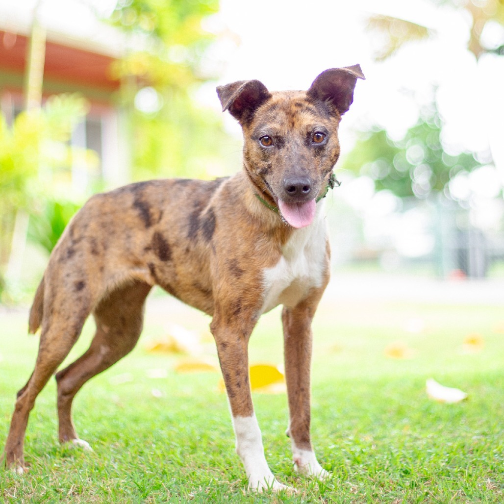 Coconut, an adoptable Mixed Breed in Kailua Kona, HI, 96740 | Photo Image 2