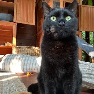 Lilikoi - Courtesy Posting, an adoptable Domestic Short Hair in Kailua Kona, HI, 96740 | Photo Image 1