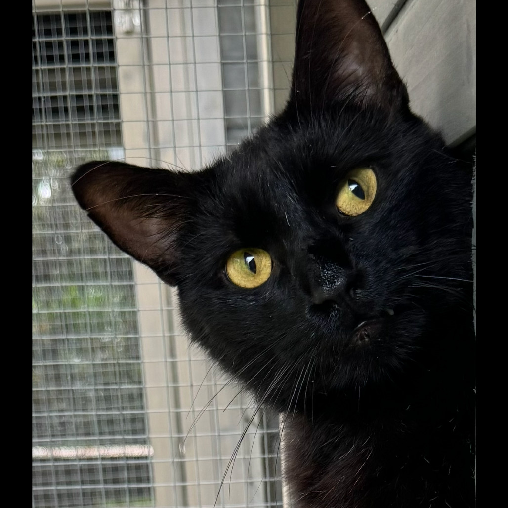Lilikoi - Courtesy Posting, an adoptable Domestic Short Hair in Kailua Kona, HI, 96740 | Photo Image 2