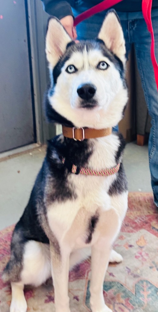 Dakota, an adoptable Siberian Husky in Crandon, WI, 54520 | Photo Image 1