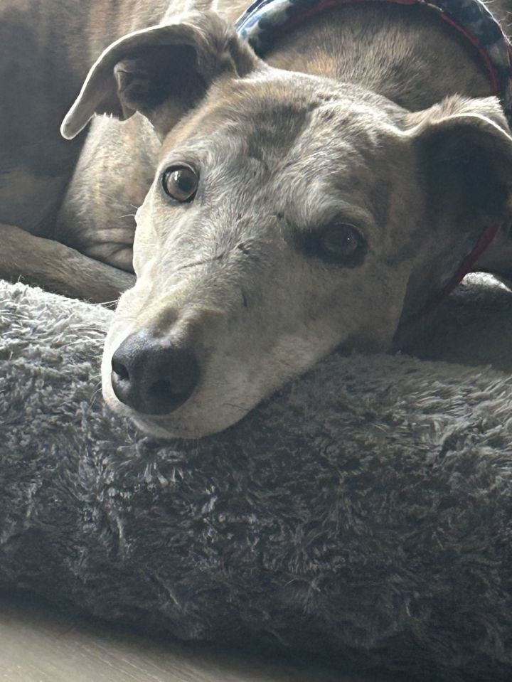 Gabby 2