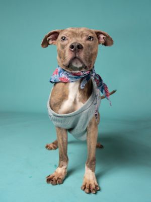 Come fall in love with Aioli Looking for a loyal companion with a gentle soul Meet Aioli a sweet 