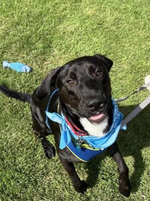 Goofball is a super sweet friendly young pup whos looking for his fur-ever home Hes always smil