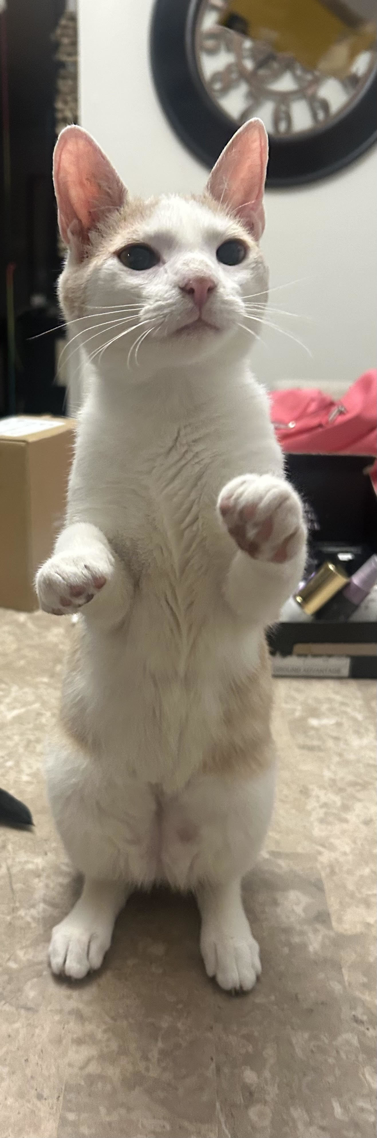 Rubio