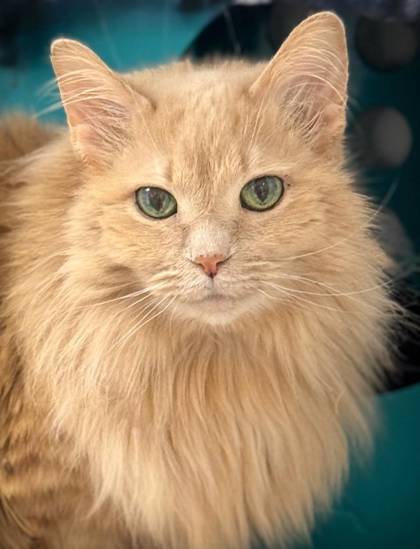 Sandy, an adoptable Domestic Short Hair in Gwinn, MI, 49841 | Photo Image 1
