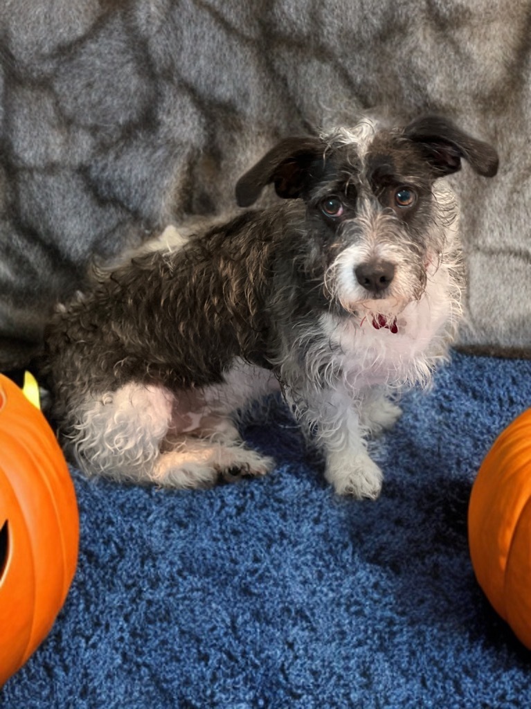 Nelson, an adoptable Schnauzer, Border Terrier in Dalton, GA, 30721 | Photo Image 1