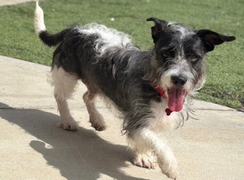 Nelson, an adoptable Schnauzer, Border Terrier in Dalton, GA, 30721 | Photo Image 2